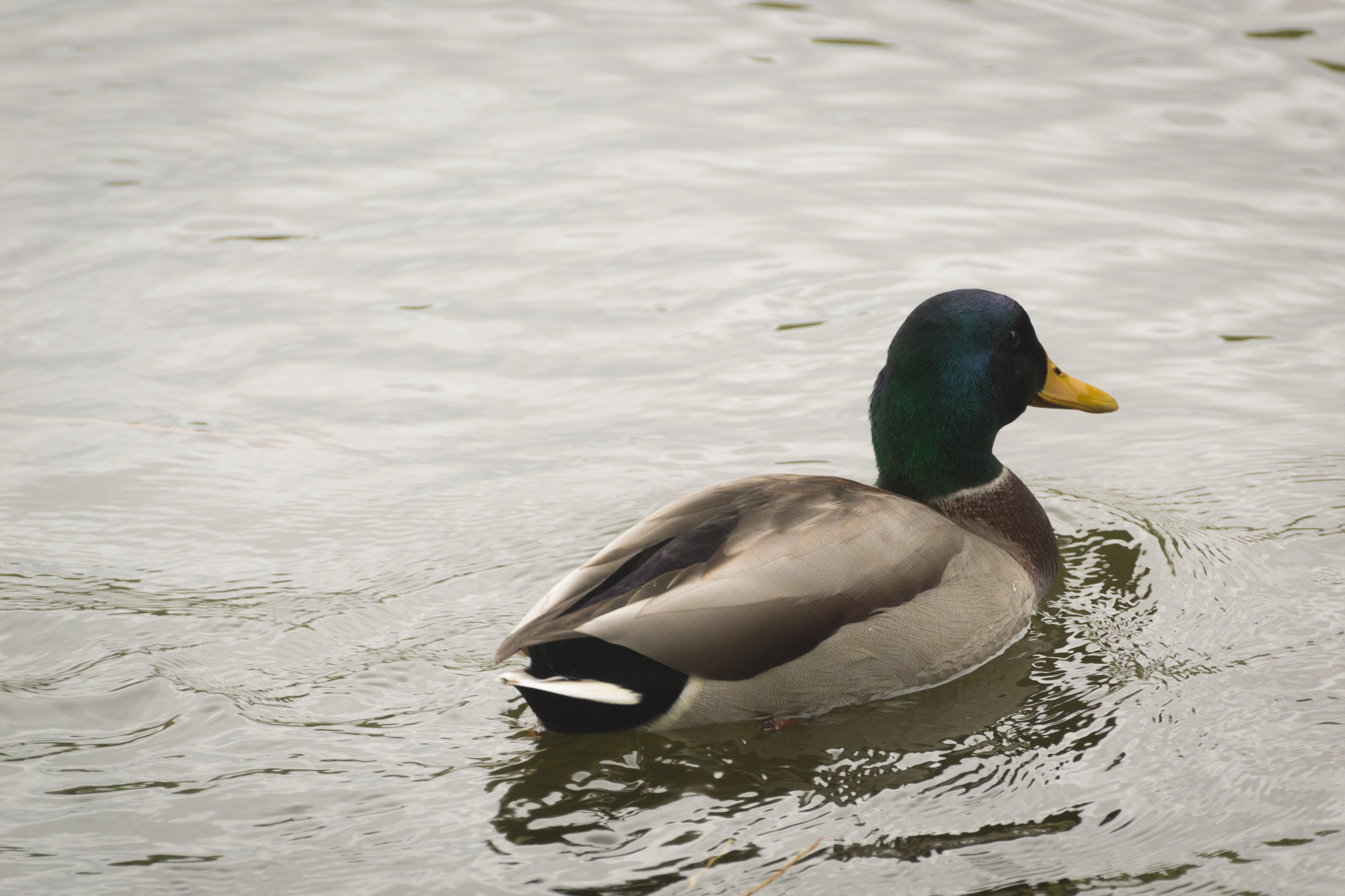 Müggelsee